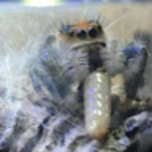 Meet your Posher, Cecilia